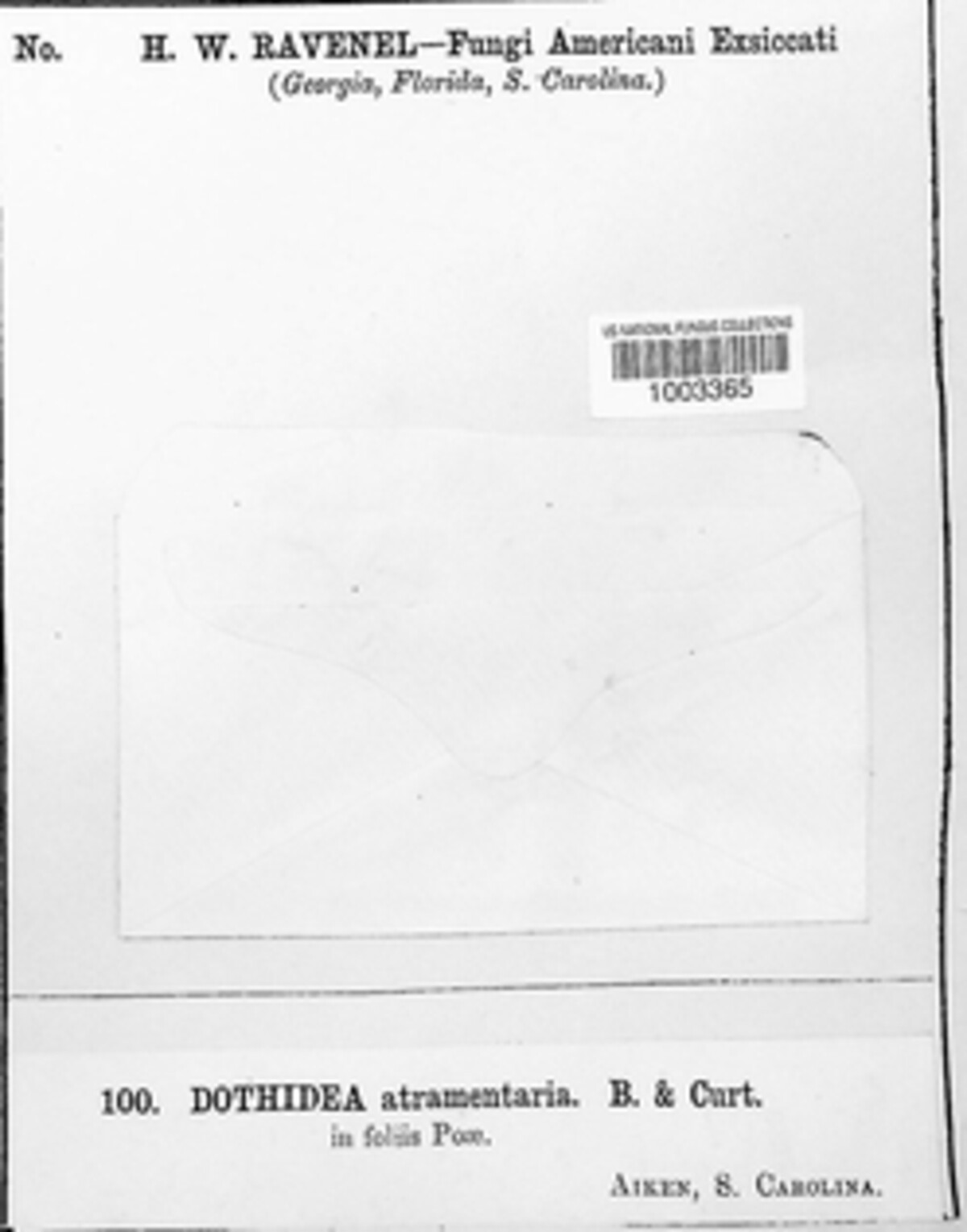Balansia epichloe image